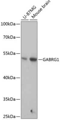 Western Blot: GABA-A R gamma 1 Antibody [NBP3-03553] - Analysis of extracts of various cell lines, using GABA-A R gamma 1 antibody at 1:1000 dilution. Secondary antibody: HRP Goat Anti-Rabbit IgG (H+L) at 1:10000 dilution. Lysates/proteins: 25ug per lane. Blocking buffer: 3% nonfat dry milk in TBST.