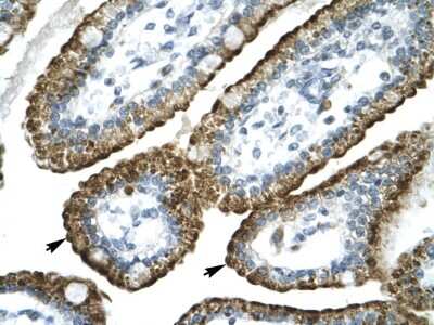 Immunohistochemistry GABA-A R pi Antibody