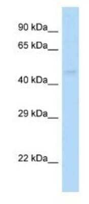 Western Blot: GABA-A R pi Antibody [NBP1-82390] - Mouse Kidney Lysate 1ug/ml Gel Concentration: 12%