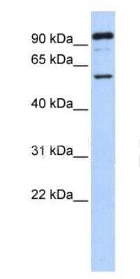 Western Blot: GABA-A R rho 1 Antibody [NBP1-80060] - Hela cell lysate, concentration 0.2-1 ug/ml.