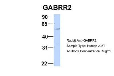 Western Blot GABA-A R rho 2 Antibody