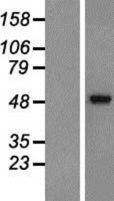 Western Blot: GABA A Receptor alpha 2 Overexpression Lysate (Adult Normal) [NBP2-10702] Left-Empty vector transfected control cell lysate (HEK293 cell lysate); Right -Over-expression Lysate for GABA A Receptor alpha 2.