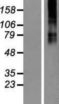 Western Blot: GABA A Receptor beta 3 Overexpression Lysate (Adult Normal) [NBP2-06505] Left-Empty vector transfected control cell lysate (HEK293 cell lysate); Right -Over-expression Lysate for GABA A Receptor beta 3.