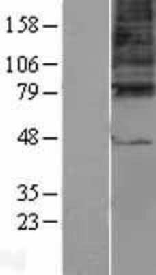 Western Blot: GABA A Receptor gamma 3 Overexpression Lysate (Adult Normal) [NBL1-10929] Left-Empty vector transfected control cell lysate (HEK293 cell lysate); Right -Over-expression Lysate for GABA A Receptor gamma 3.