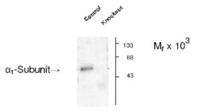 Western Blot GABA-AR alpha 1 Antibody