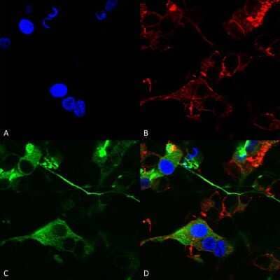 Immunocytochemistry/Immunofluorescence: GABA-AR alpha 2 Antibody (S399-19) [NBP2-59325] - Immunocytochemistry/Immunofluorescence analysis using Mouse Anti-GABA-A Receptor Alpha 2 Monoclonal Antibody, Clone S399-19 (NBP2-59325). Tissue: Neuroblastoma cells (SH-SY5Y). Species: Human. Fixation: 4% PFA for 15 min. Primary Antibody: Mouse Anti-GABA-A Receptor Alpha 2 Monoclonal Antibody (NBP2-59325) at 1:200 for overnight at 4C with slow rocking. Secondary Antibody: AlexaFluor 488 at 1:1000 for 1 hour at RT. Counterstain: Phalloidin-iFluor 647 (red) F-Actin stain; Hoechst (blue) nuclear stain at 1:800, 1.6mM for 20 min at RT. (A) Hoechst (blue) nuclear stain. (B) Phalloidin-iFluor 647 (red) F-Actin stain. (C) GABA-A Receptor Alpha 2 Antibody (D) Composite.