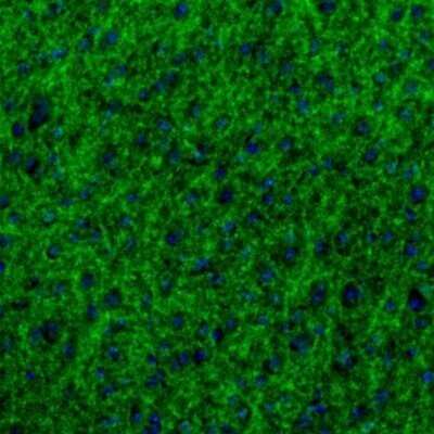 Immunohistochemistry: GABA-AR alpha 3 Antibody [NBP1-87499] - Staining of mouse insular cortex shows strong immunoreactivity in synapses.