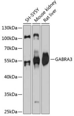 Western Blot: GABA-AR alpha 3 Antibody [NBP3-03646] - Analysis of extracts of various cell lines, using GABA-AR alpha 3 antibody at 1:3000 dilution. Secondary antibody: HRP Goat Anti-Rabbit IgG (H+L) at 1:10000 dilution. Lysates/proteins: 25ug per lane. Blocking buffer: 3% nonfat dry milk in TBST.