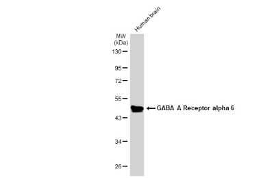 Western Blot GABA-AR alpha 6 Antibody