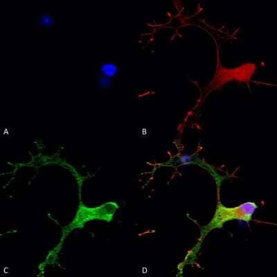 Immunocytochemistry/Immunofluorescence: GABA-B R1 Antibody (S93A-49) [NBP2-59336] - Immunocytochemistry/Immunofluorescence analysis using Mouse Anti-GABA-B Receptor 1 Monoclonal Antibody, Clone S93A-49 (NBP2-59336). Tissue: Neuroblastoma cells (SH-SY5Y). Species: Human. Fixation: 4% PFA for 15 min. Primary Antibody: Mouse Anti-GABA-B Receptor 1 Monoclonal Antibody (NBP2-59336) at 1:50 for overnight at 4C with slow rocking. Secondary Antibody: AlexaFluor 488 at 1:1000 for 1 hour at RT. Counterstain: Phalloidin-iFluor 647 (red) F-Actin stain; Hoechst (blue) nuclear stain at 1:800, 1.6mM for 20 min at RT. (A) Hoechst (blue) nuclear stain. (B) Phalloidin-iFluor 647 (red) F-Actin stain. (C) GABA-B Receptor 1 Antibody (D) Composite.