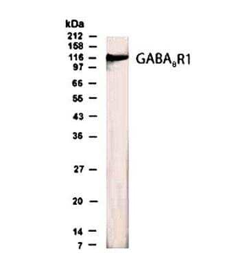 Western Blot: GABA-B R1 Antibody [NB300-160] - Brain lysate with GABA-B R1 antibody at a dilution of 1:500.