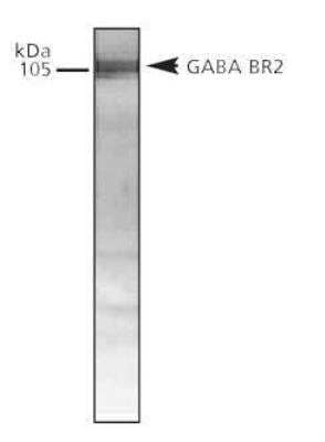 Western Blot: GABA-B R2 Antibody [NB300-159] - Western Blot analysis of GABA-B R2 in brain lysate, using NB300-159.