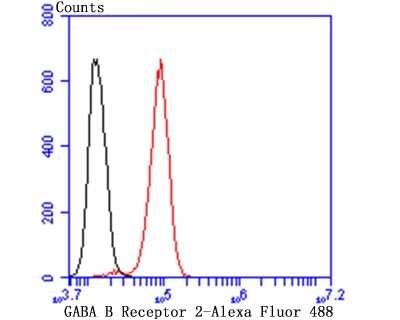 Flow Cytometry: GABA B Receptor Compounds Antibody (JU31-32) [NBP2-75496] - Analysis of SH-SY-5Y cells with GABA B Receptor 2 antibody at 1/50 dilution (red) compared with an unlabelled control (cells without incubation with primary antibody; black). Alexa Fluor 488-conjugated goat anti rabbit IgG was used as the secondary antibody.