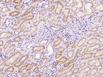 Immunohistochemistry-Paraffin: GABA Receptor Epsilon Antibody [NBP2-97158] - Immunochemical staining of human GABA Receptor Epsilon in human kidney with rabbit polyclonal antibody at 1:100 dilution, formalin-fixed paraffin embedded sections.
