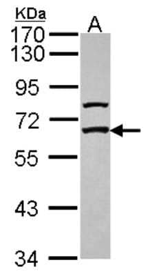 Western Blot GABA Receptor Epsilon Antibody - BSA Free