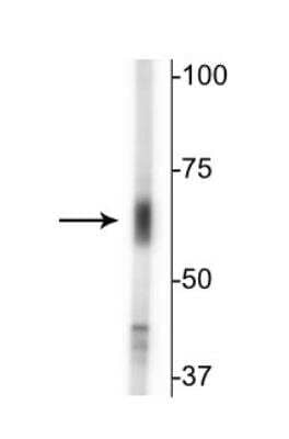 Western Blot: GABA Transporter 2 Antibody [NB100-61098] - Analysis of mouse whole brain lysate showing specific immunolabeling of the ~67 kDa GAT-2 protein.