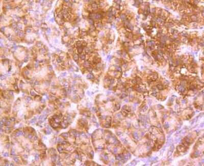 Immunohistochemistry-Paraffin: GABARAP Antibody (JM30-30) [NBP2-66854] - Analysis of paraffin-embedded human pancreas tissue using anti-GABARAP antibody. Counter stained with hematoxylin.