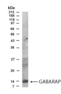 Western Blot: GABARAP Antibody [NB300-158] - Analysis of GABARAP in brain lysate using this antibody at 1:500 dilution.