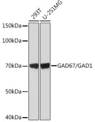 Western Blot: GAD1/GAD67 Antibody (4I8S8) [NBP3-15480] - Western blot analysis of extracts of various cell lines, using GAD1/GAD67 Rabbit mAb (NBP3-15480) at 1:1000 dilution. Secondary antibody: HRP Goat Anti-Rabbit IgG (H+L) at 1:10000 dilution. Lysates/proteins: 25ug per lane. Blocking buffer: 3% nonfat dry milk in TBST. Detection: ECL Basic Kit. Exposure time: 1s.