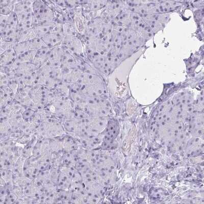 Immunohistochemistry-Paraffin: GAD1/GAD67 Antibody [NBP2-34113] - Staining of human pancreas shows no positivity in exocrine glandular cells as expected.