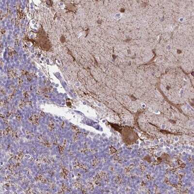 Immunohistochemistry-Paraffin: GAD1/GAD67 Antibody [NBP2-34113] - Staining of human cerebellum shows moderate positivity in Purkinje cells.