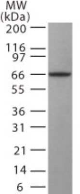 Western Blot: GAD1/GAD67 Antibody [NB100-56385] - Analysis of GAD67 in SKNSH cell lysate using this antibody at 0.5 ug/ml.