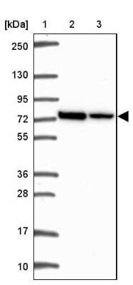 Western Blot: GAD1/GAD67 Antibody [NBP2-34113] - Lane 1: Marker  [kDa] 250, 130, 95, 72, 55, 36, 28, 17, 10.  Lane 2: Human cell line RT-4.  Lane 3: Human cell line U-251MG sp