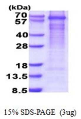 SDS-Page: Recombinant Human GAD1/GAD67 Protein [NBP2-51849] - 15% SDS Page (3 ug)