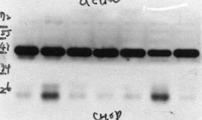 Western Blot: GADD153/CHOP Antibody (9C8) - Azide and BSA Free [NBP2-80745] - Analysis of CHOP in rat heart tissue lysate. Image courtesy of product review submitted by Lee Hsiao-Wei. Image from the standard format of this antibody.