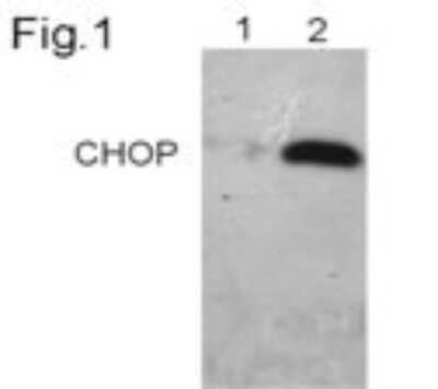 Western Blot: GADD153/CHOP Antibody (9C8) - Azide and BSA Free [NBP2-80745] - Analysis of endogenous CHOP/GADD153 from primary human fibroblasts using NB600-1335. Lane 1: Untreated cells, Lane 2: Cells treated with tunicamycin for 10 hours. Image from the standard format of this antibody.