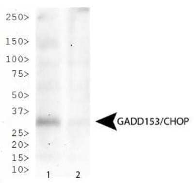 Western Blot: GADD153/CHOP Antibody (9C8) - Azide and BSA Free [NBP2-80745] - GADD153/CHOP expression in HeLa cells treated with 2.5 ug/mL tunicamycin for 4 hours (Lane 1) and untreated (Lane 2). Image from the standard format of this antibody.