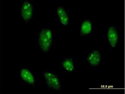 Immunocytochemistry/Immunofluorescence: GADD45G Antibody [H00010912-B01P] - Analysis of purified antibody to GADD45G on HeLa cell. (antibody concentration 10 ug/ml)