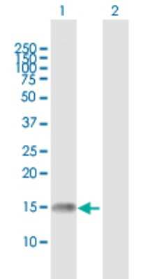 Western Blot: GADD45G Antibody [H00010912-B01P] - Analysis of GADD45G expression in transfected 293T cell line by GADD45G polyclonal antibody.  Lane 1: GADD45G transfected lysate(17.49 KDa). Lane 2: Non-transfected lysate.