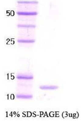 SDS-Page: GAGA-POZ domain Protein [NBC1-18417] - GAGA-POZ domain, 14 kDa (130 aa), confirmed by MALDI-TOF with a purity of 95% by SDS - PAGE