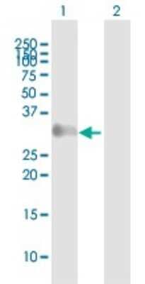 Western Blot: GAGE1 Antibody [H00002543-B01P] - Analysis of GAGE1 expression in transfected 293T cell line by GAGE1 polyclonal antibody.  Lane 1: GAGE1 transfected lysate(15.29 KDa). Lane 2: Non-transfected lysate.