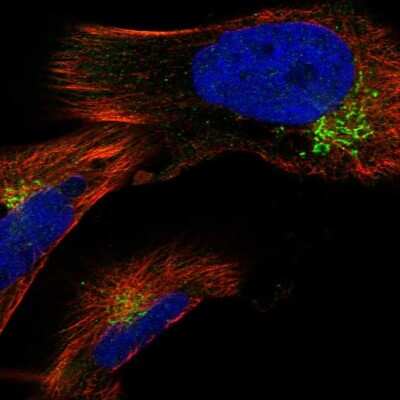 Immunocytochemistry/ Immunofluorescence GAK Antibody