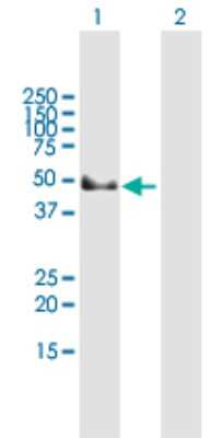Western Blot: GAK Antibody [H00002580-B01P] - Analysis of GAK expression in transfected 293T cell line by GAK polyclonal antibody.  Lane 1: GAK transfected lysate(45.76 KDa). Lane 2: Non-transfected lysate.