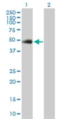 Western Blot: GAK Antibody [H00002580-D01P] - Analysis of GAK expression in transfected 293T cell line by GAK polyclonal antibody.Lane 1: GAK transfected lysate(44.00 KDa).Lane 2: Non-transfected lysate.
