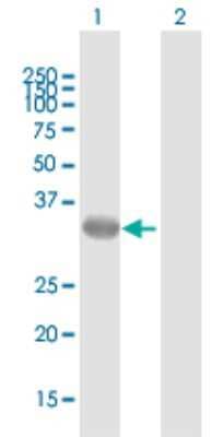 Western Blot: GALE Antibody [H00002582-B01P] - Analysis of GALE expression in transfected 293T cell line by GALE polyclonal antibody.  Lane 1: GALE transfected lysate(38.28 KDa). Lane 2: Non-transfected lysate.
