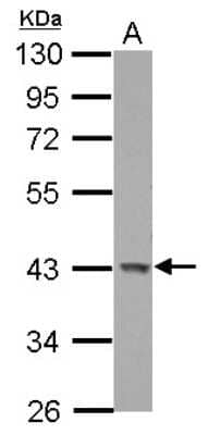 Western Blot: GALK1 Antibody [NBP2-16591] - Sample (30 ug of whole cell lysate) A: U87-MG 10% SDS PAGE gel, diluted at 1:1000.