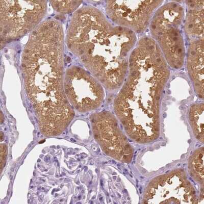 Immunohistochemistry-Paraffin: GALM Antibody [NBP1-85906] - Staining of human kidney shows high expression.