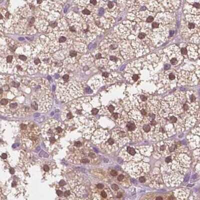 Immunohistochemistry-Paraffin: GALM Antibody [NBP2-38252] - Staining of human adrenal gland.