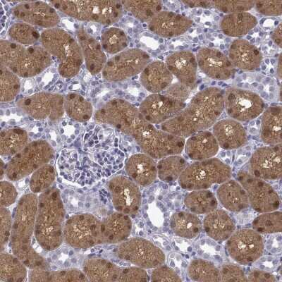 Immunohistochemistry-Paraffin: GALM Antibody [NBP2-62645] - Staining of human kidney shows high expression.