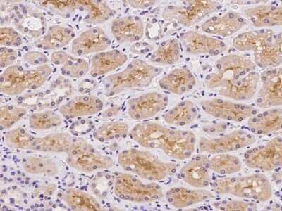 Immunohistochemistry-Paraffin: GALM Antibody [NBP2-97206] - Immunochemical staining of human GALM in human kidney with rabbit polyclonal antibody at 1:500 dilution, formalin-fixed paraffin embedded sections.