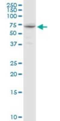 Western Blot: GALNT14 Antibody [H00079623-D01P] - Analysis of GALNT14 expression in HeLa.