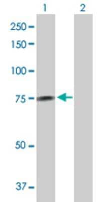 Western Blot: GALNT14 Antibody [H00079623-D01P] - Analysis of GALNT14 expression in transfected 293T cell line by GALNT14 polyclonal antibody.Lane 1: GALNT14 transfected lysate(64.30 KDa).Lane 2: Non-transfected lysate.