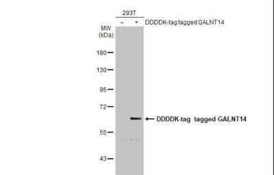 Western Blot: GALNT14 Antibody [NBP2-16595] - Non-transfected (-) and transfected (+) 293T whole cell extracts (30 ug) were separated by 7.5% SDS-PAGE, and the membrane was blotted with GALNT14 antibody [N1N3]  diluted at 1:5000. The HRP-conjugated anti-rabbit IgG antibody (NBP2-19301) was used to detect the primary antibody.