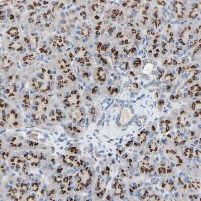 Immunohistochemistry-Paraffin: GALNT2 Antibody [NBP1-83394] - Staining of human pancreas shows strong granular cytoplasmic positivity in exocrine glandular cells.