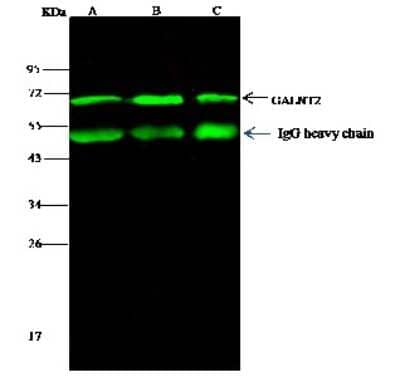 Immunoprecipitation: GALNT2 Antibody [NBP3-00188] - GALNT2 was immunoprecipitated using: Lane A: 0.5 mg A549 Whole Cell Lysate. Lane B: 0.5 mg Hela Whole Cell Lysate. Lane C: 0.5 mg U87MG Whole Cell Lysate. 4 ul anti-GALNT2 rabbit polyclonal antibody and 15 ul of 50 % Protein G agarose. Primary antibody: Anti-GALNT2 rabbit polyclonal antibody, at 1:100 dilution. Secondary antibody: Dylight 800-labeled antibody to rabbit IgG (H+L), at 1:5000 dilution. Developed using the Odyssey technique. Performed under reducing conditions. Predicted band size: 71 kDa. Observed band size: 71 kDa