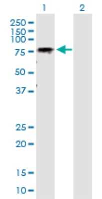 Western Blot: GALNT6 Antibody [H00011226-D01P] - Analysis of GALNT6 expression in transfected 293T cell line by GALNT6 polyclonal antibody.Lane 1: GALNT6 transfected lysate(71.20 KDa).Lane 2: Non-transfected lysate.